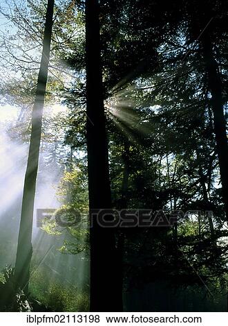 Stock Photo - Early morning sunlight in pine forest, Upper Bavaria, Germany, Europe. Fotosearch