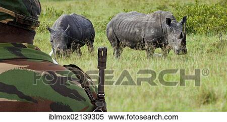 Stock Photography - Endangered White Rhinoceros or Square-lipped Rhinoceros (Ceratotherium simum), protected by a ranger with a gun, symbolic image against poachers, Kenya, East Africa, Africa, PublicGround, Africa. Fotosearch