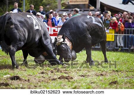 Eringer cows locking horns during a cow fight, tradition, heritage from the Valais, Switzerland, Europe View Large Photo Image Stock Image - Eringer cows locking horns during a cow fight, tradition, heritage from the Valais, Switzerland, Europe. Fotosearch