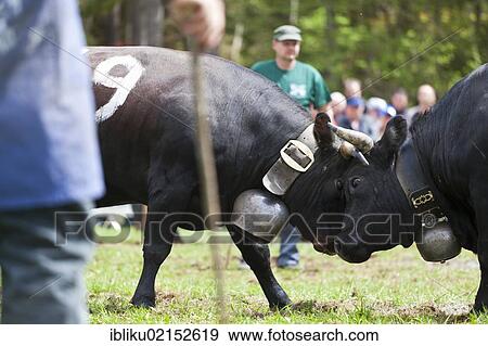 Stock Photo - Eringer cows locking horns during a cow fight, tradition, heritage from the Valais, Switzerland, Europe. Fotosearch