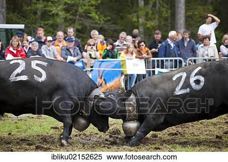 Stock Photography - Eringer cows locking horns during a cow fight, tradition, heritage from the Valais, Switzerland, Europe. Fotosearch