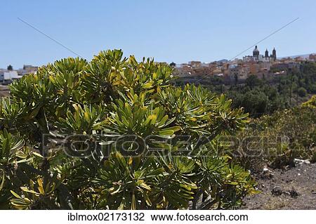 Euphorbia bush (Euphorbia), with Agueimes at back, Gran Canaria, Canary Islands, Spain, Europe View Large Photo Image Stock Image - Euphorbia bush (Euphorbia), with Agueimes at back, Gran Canaria, Canary Islands, Spain, Europe. Fotosearch