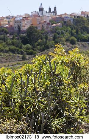 Stock Photo - Euphorbia bush (Euphorbia), with Agueimes at back, Gran Canaria, Canary Islands, Spain, Europe. Fotosearch