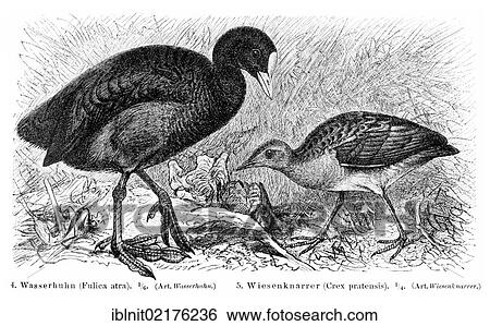 Eurasian coot (Fulica atra), corn crake (Crex pratensis), illustration from Meyers Konversationslexikon encyclopedia, 1897 View Large Photo Image Stock Photograph - Eurasian coot (Fulica atra), corn crake (Crex pratensis), illustration from Meyers Konversationslexikon encyclopedia, 1897. Fotosearch