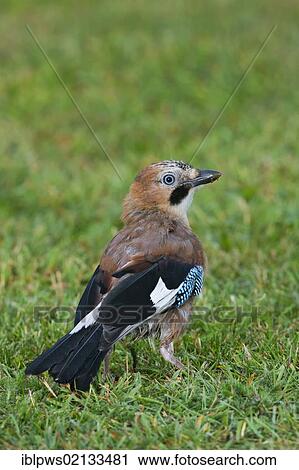 Stock Image - Eurasian jay (Garrulus glandarius), in grass, south-east England, United Kingdom, Europe. Fotosearch