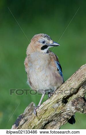 Eurasian jay (Garrulus glandarius), juvenile, perching, south-east England, United Kingdom, Europe View Large Photo Image Stock Photograph - Eurasian jay (Garrulus glandarius), juvenile, perching, south-east England, United Kingdom, Europe. Fotosearch