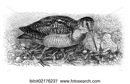 Stock Photo - Eurasian woodcock (Scolopax rusticola), illustration from Meyers Konversationslexikon encyclopedia, 1897. Fotosearch