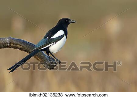 European Magpie (Pica pica), Feldberg Lakes, Mecklenburg-Western Pomerania, Germany, Europe View Large Photo Image Stock Photo - European Magpie (Pica pica), Feldberg Lakes, Mecklenburg-Western Pomerania, Germany, Europe. Fotosearch