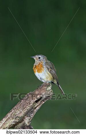 Picture - European Robin (Erithacus rubecula), juvenile, perching, south-east England, United Kingdom, Europe. Fotosearch