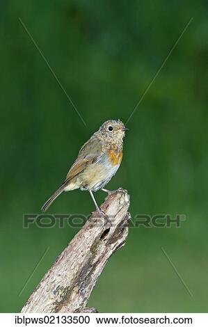 European Robin (Erithacus rubecula), juvenile, perching, south-east England, United Kingdom, Europe View Large Photo Image Stock Image - European Robin (Erithacus rubecula), juvenile, perching, south-east England, United Kingdom, Europe. Fotosearch