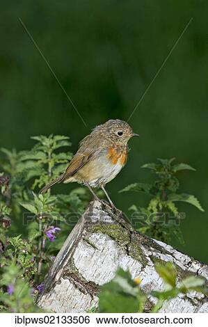 European Robin (Erithacus rubecula), juvenile, perching, south-east England, United Kingdom, Europe View Large Photo Image Stock Photograph - European Robin (Erithacus rubecula), juvenile, perching, south-east England, United Kingdom, Europe. Fotosearch