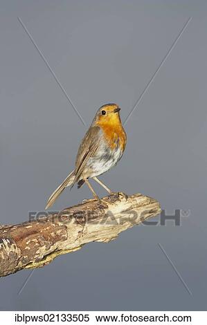 European Robin (Erithacus rubecula), perching, south-east England, United Kingdom, Europe View Large Photo Image Stock Photography - European Robin (Erithacus rubecula), perching, south-east England, United Kingdom, Europe. Fotosearch