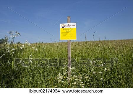 Experimental fields for certified seeds, Vogtland region, Saxony, Germany, Europe View Large Photo Image Picture - Experimental fields for certified seeds, Vogtland region, Saxony, Germany, Europe. Fotosearch