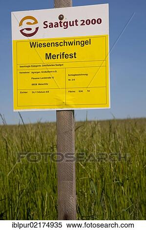 Stock Photography - Experimental fields for certified seeds, Vogtland region, Saxony, Germany, Europe. Fotosearch