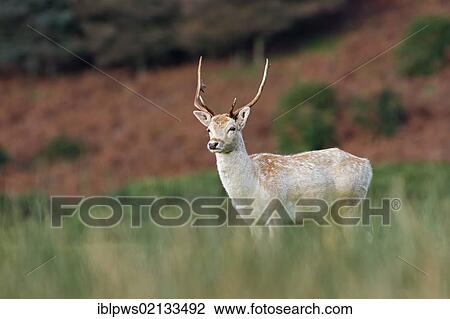 Stock Image - Fallow deer (Dama dama), buck in grass, south Wales, United Kingdom, Europe. Fotosearch