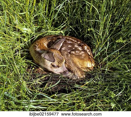 Fallow Deer (Dama dama) fawn lying in the grass, Allgaeu, Bavaria, Germany, Europe View Large Photo Image Stock Photo - Fallow Deer (Dama dama) fawn lying in the grass, Allgaeu, Bavaria, Germany, Europe. Fotosearch
