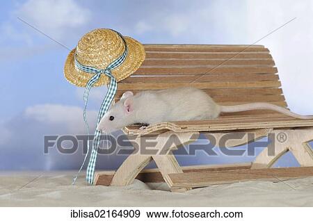 Fancy Rat, cream coloured, on a small wooden bench, with a sunhat View Large Photo Image Stock Photo - Fancy Rat, cream coloured, on a small wooden bench, with a sunhat. Fotosearch