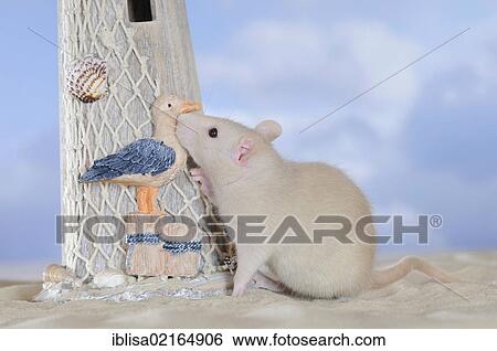 Stock Photograph - Fancy Rat, cream coloured, on sand, sniffing at a lighthouse. Fotosearch
