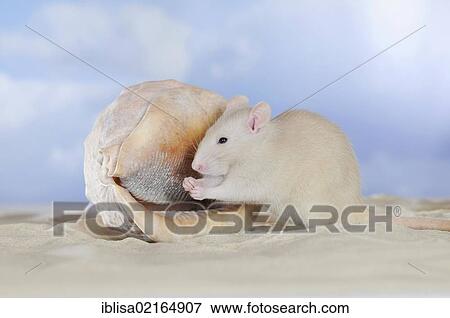 Fancy Rat, cream coloured, sitting on sand beside a seashell, cleaning its paws View Large Photo Image Stock Photo - Fancy Rat, cream coloured, sitting on sand beside a seashell, cleaning its paws. Fotosearch