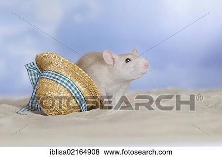 Fancy Rat, cream coloured, sitting on sand beside a mini straw hat View Large Photo Image Stock Photo - Fancy Rat, cream coloured, sitting on sand beside a mini straw hat. Fotosearch