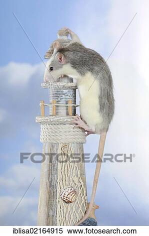 Fancy Rat, husky coloured, climbing a mini lighthouse View Large Photo Image Stock Photography - Fancy Rat, husky coloured, climbing a mini lighthouse. Fotosearch