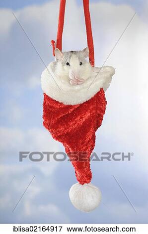 Fancy Rat, husky coloured, sitting in a hanging Christmas hat View Large Photo Image Stock Photo - Fancy Rat, husky coloured, sitting in a hanging Christmas hat. Fotosearch