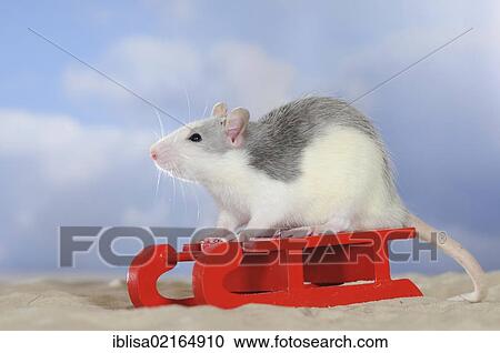 Fancy Rat, husky coloured, sitting on a red mini sled on the sand View Large Photo Image Stock Image - Fancy Rat, husky coloured, sitting on a red mini sled on the sand. Fotosearch