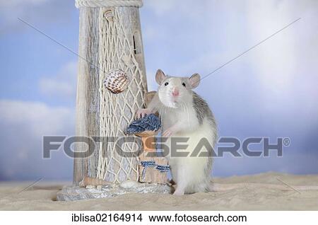 Fancy Rat, husky coloured, supporting itself against a mini lighthouse View Large Photo Image Picture - Fancy Rat, husky coloured, supporting itself against a mini lighthouse. Fotosearch
