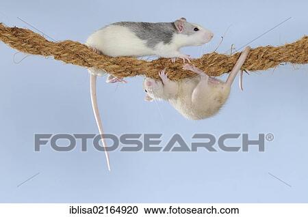 Stock Image - Fancy Rats, husky and cream coloured, climbing on a rope. Fotosearch