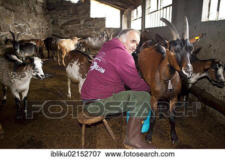 Stock Photo - Farmer Giuseppe Tomasino milking his goats, Rifugio Salvin, Piedmont, Italy, Europe. Fotosearch