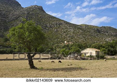 Farmstead at Cala de Sant Vicenc, Vicente, Majorca, Balearic Islands, Spain, Europe View Large Photo Image Stock Photo - Farmstead at Cala de Sant Vicenc, Vicente, Majorca, Balearic Islands, Spain, Europe. Fotosearch