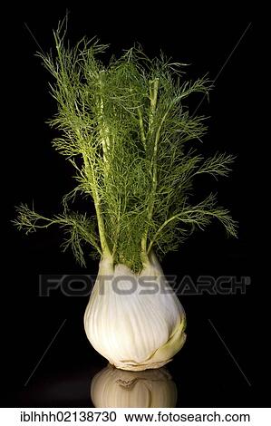 Fennel (Foeniculum vulgare) View Large Photo Image Stock Image - Fennel (Foeniculum vulgare). Fotosearch