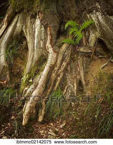 Stock Photography - Fern growing on an old tree, Emersacker, Bavaria, Germany, Europe. Fotosearch
