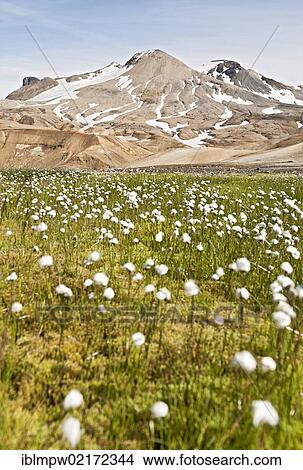Field of Cotton Grass (Eriophorum) in front of the colourful hills and rhyolite mountains of the geothermal area of Kerlingarfjoell Glacier in the interior highlands of Iceland, Europe View Large Photo Image Picture - Field of Cotton Grass (Eriophorum) in front of the colourful hills and rhyolite mountains of the geothermal area of Kerlingarfjoell Glacier in the interior highlands of Iceland, Europe. Fotosearch