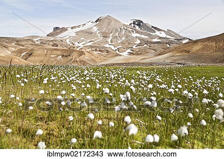 Stock Image - Field of Cotton Grass (Eriophorum) in front of the colourful hills and rhyolite mountains of the geothermal area of Kerlingarfjoell Glacier in the interior highlands of Iceland, Europe. Fotosearch