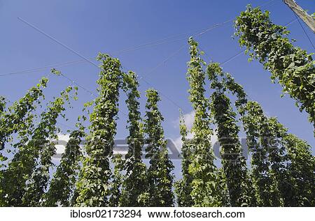 Field of Hops (Humulus), hops cultivation in the Hallertau, Holledau or Hollerdau area, Mainburg, Bavaria, Germany, Europe View Large Photo Image Picture - Field of Hops (Humulus), hops cultivation in the Hallertau, Holledau or Hollerdau area, Mainburg, Bavaria, Germany, Europe. Fotosearch