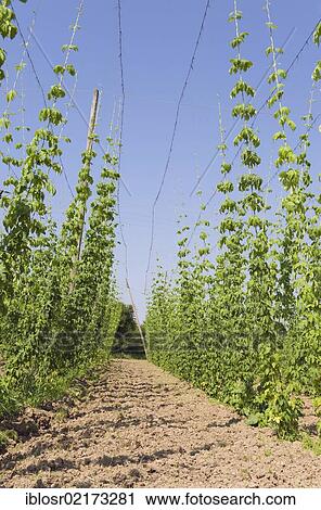 Stock Image - Field of Hops (Humulus), hops cultivation in the Hallertau, Holledau or Hollerdau area, Mainburg, Bavaria, Germany, Europe. Fotosearch