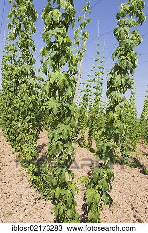 Field of Hops (Humulus), hops cultivation in the Hallertau, Holledau or Hollerdau area, Mainburg, Bavaria, Germany, Europe View Large Photo Image Stock Image - Field of Hops (Humulus), hops cultivation in the Hallertau, Holledau or Hollerdau area, Mainburg, Bavaria, Germany, Europe. Fotosearch