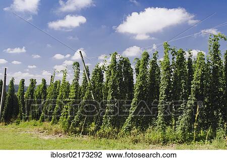 Stock Image - Field of Hops (Humulus), hops cultivation in the Hallertau, Holledau or Hollerdau area, Mainburg, Bavaria, Germany, Europe. Fotosearch