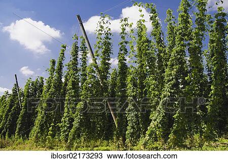 Stock Image - Field of Hops (Humulus), hops cultivation in the Hallertau, Holledau or Hollerdau area, Mainburg, Bavaria, Germany, Europe. Fotosearch