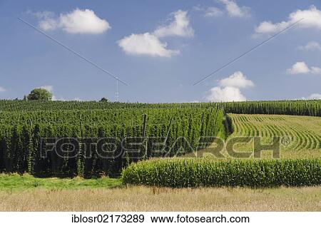 Stock Photo - Field of Hops (Humulus), hops cultivation in the Hallertau, Holledau or Hollerdau area, Mainburg, Bavaria, Germany, Europe. Fotosearch