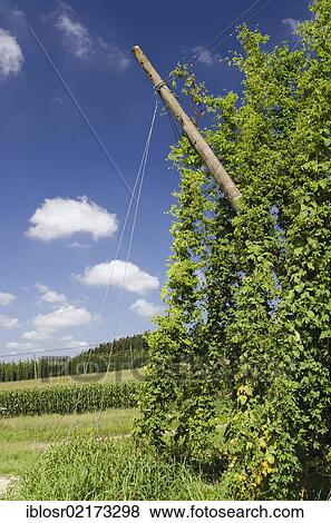 Stock Photo - Field of Hops (Humulus), hops cultivation in the Hallertau, Holledau or Hollerdau area, Mainburg, Bavaria, Germany, Europe. Fotosearch