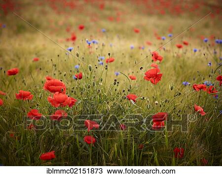 Stock Image - Field of Poppies (Papaver rhoeas), Friedberg, Bavaria, Germany, Europe. Fotosearch