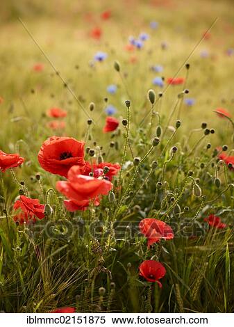 Field of Poppies (Papaver rhoeas), Friedberg, Bavaria, Germany, Europe View Large Photo Image Stock Photography - Field of Poppies (Papaver rhoeas), Friedberg, Bavaria, Germany, Europe. Fotosearch