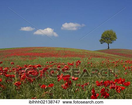 Field of Poppies (Papaver), Stadtilm, Thuringia, Germany, Europe,, Europe View Large Photo Image Stock Photo - Field of Poppies (Papaver), Stadtilm, Thuringia, Germany, Europe,, Europe. Fotosearch