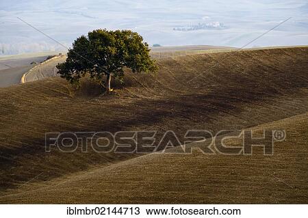 Stock Image - Fields below Pienza in autumn, Tuscany, Italy, Europe. Fotosearch