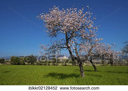 Finca and flowering almond trees in Alaro, Tramuntana, Majorca, Balearic Islands, Spain, Europe View Large Photo Image Stock Image - Finca and flowering almond trees in Alaro, Tramuntana, Majorca, Balearic Islands, Spain, Europe. Fotosearch