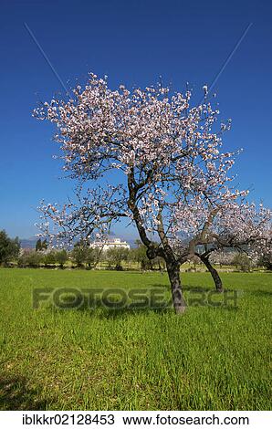 Stock Image - Finca and flowering almond trees in Alaro, Tramuntana, Majorca, Balearic Islands, Spain, Europe. Fotosearch