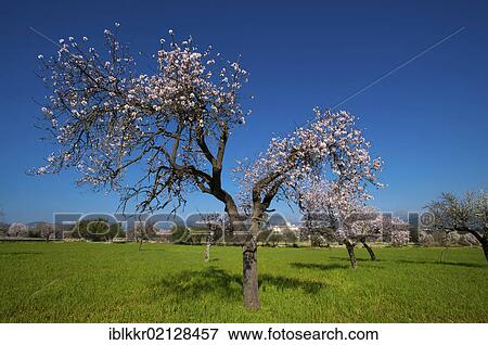 Finca and flowering almond trees in Alaro, Tramuntana, Majorca, Balearic Islands, Spain, Europe View Large Photo Image Stock Photo - Finca and flowering almond trees in Alaro, Tramuntana, Majorca, Balearic Islands, Spain, Europe. Fotosearch