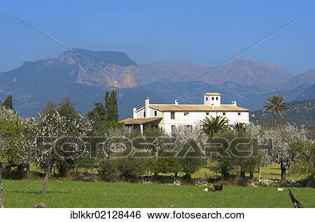 Finca and flowering almond trees in Alaro, Tramuntana, Majorca, Balearic Islands, Spain, Europe View Large Photo Image Stock Photograph - Finca and flowering almond trees in Alaro, Tramuntana, Majorca, Balearic Islands, Spain, Europe. Fotosearch